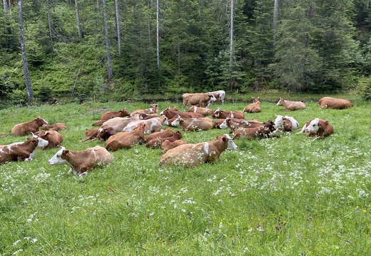 22-05-29 12-54-37 0968